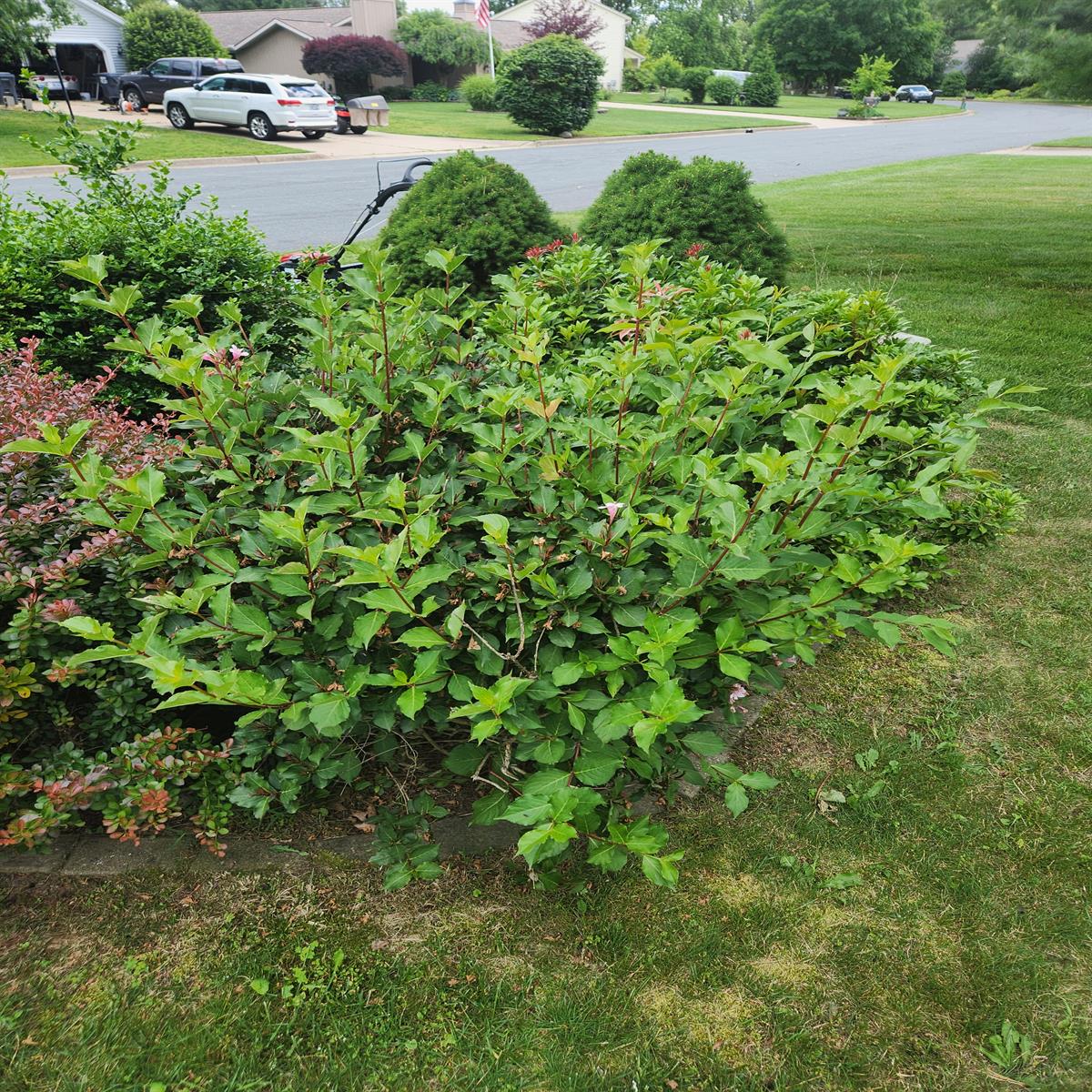 Before Hedge trimming